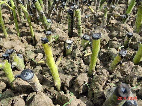 Experimental Farming: Avocado Cuttings Trial 2.