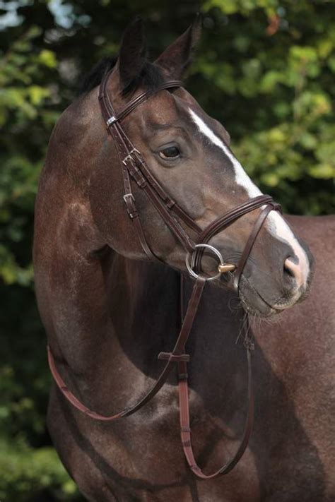 Stubben Leitrim 2300 Bridle Elite Saddlery