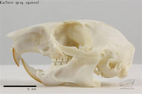 Eastern gray squirrel - male - Skull Base