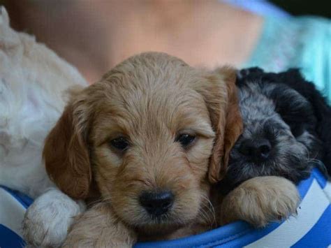 Best Labradoodles And Mini Labradoodles For Sale Crockett Doodles