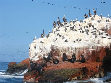 From Lima Ballestas Islands Huacachina And Vineyard Tour Getyourguide