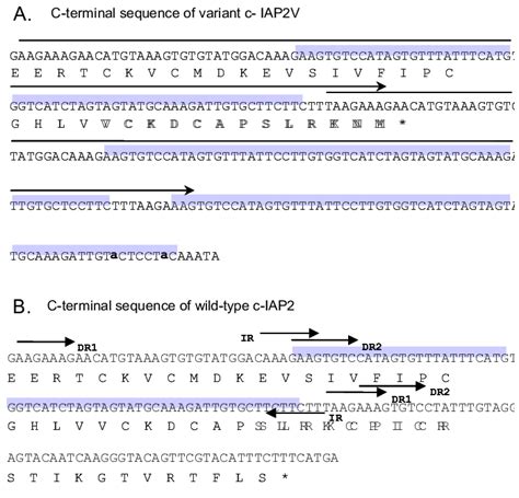 The C Terminal Sequence Of Variant C IAP2 Encoding The Truncated Ring