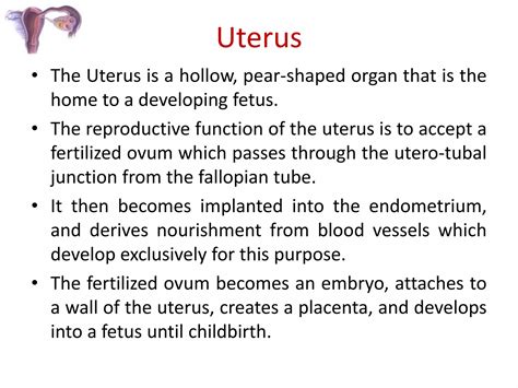 female reproductive system pptx