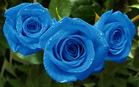 Blue Rose Desktop Wallpapers - Top Free Blue Rose Desktop Backgrounds ...