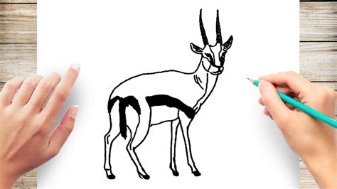 How To Draw Gazelle Youtube