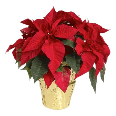 Potted Poinsettia Clip Art