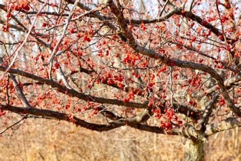 American Cranberrybush Viburnum Opulus Var Americanum