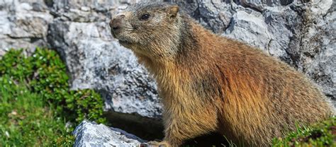 LA MARMOTTE EST ELLE NUISIBLE Extermination Pro Nature