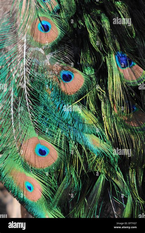 peacock eyes Stock Photo - Alamy