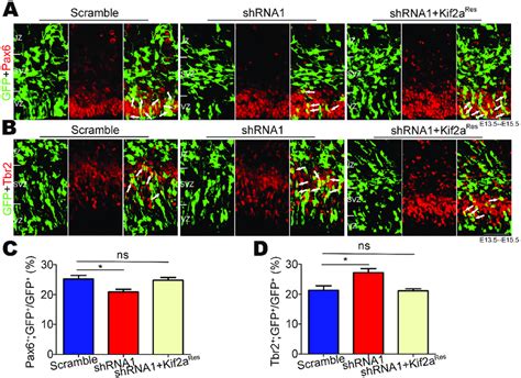 Kif2a Regulates The Switch Of NSCs NPCs From Proliferation To