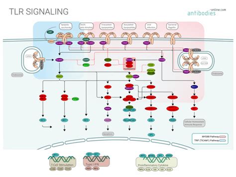 Pathways: TLR Signaling | www.antibodies-online.com