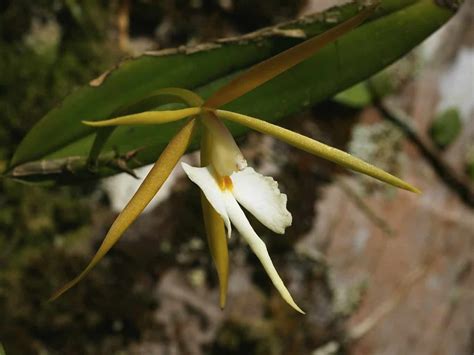 Epidendrum Nocturnum Jacq Night Fragrant Orchid 4 Pot Plantly