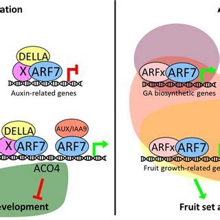 Proposed Model Of The Crosstalk Between Auxin And Ga Signalling