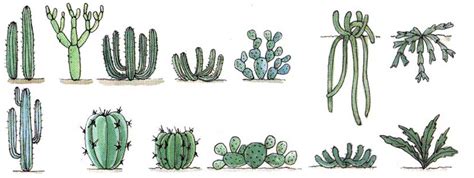 Americactus Las Diferentes Formas De Los Cactus Con Ejemplos