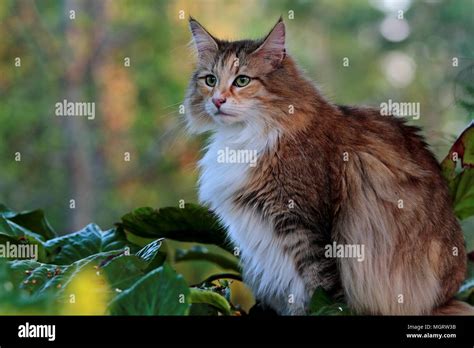 Female Norwegian Forest Cat Hi Res Stock Photography And Images Alamy