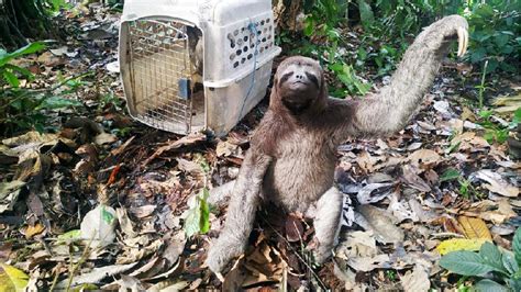 Ecuador Promueve La Campa A Nacional Contra El Tr Fico Ilegal De Vida