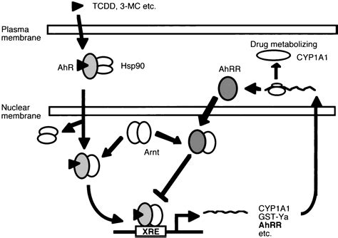 Identification Of A Novel Mechanism Of Regulation Of Ah Dioxin