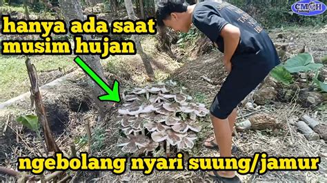 Ngebolang Di Sawah Nyari Suung Jamur YouTube