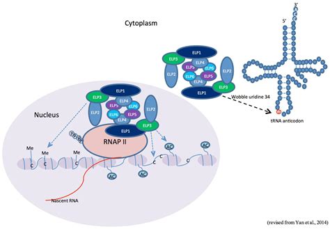 Frontiers Elongator And Its Epigenetic Role In Plant Development And