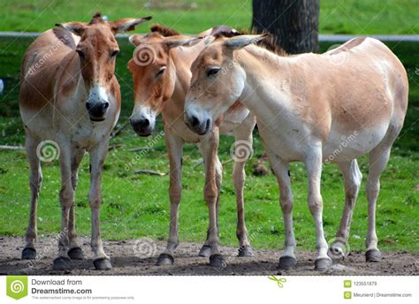 O Hemionus Do Equus Do Onagro Imagem De Stock Imagem De Deserto Nave