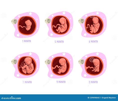 Process Of Fetal Development Or Embryological Stage Vector Set Stock