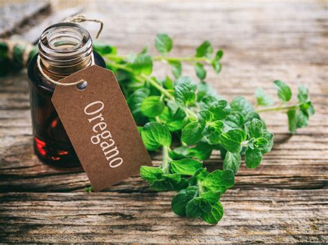 Heres All You Need To Know About Oregano Oil And Its Amazing Health