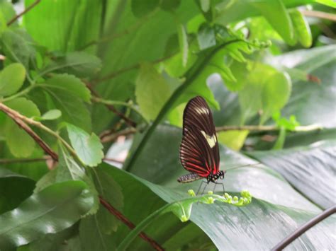 Cockrell Butterfly Center at The Houston Museum of Natural Science | Art's Folly