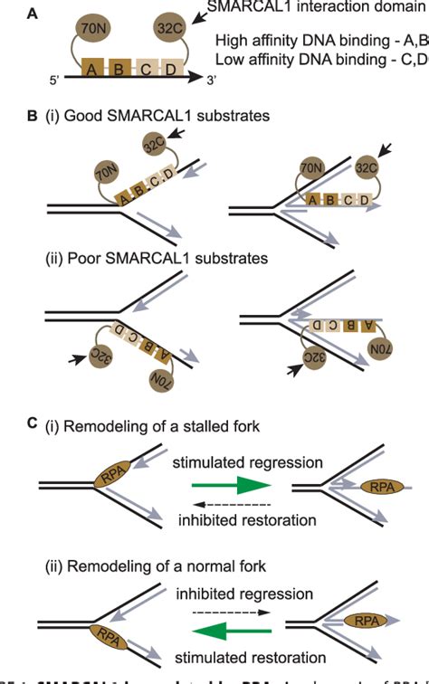 Figure From High Affinity Dna Binding Domains Of Replication Protein