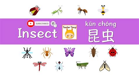 Insects In Chinese With Pinyin Learn Chinese Bilingual