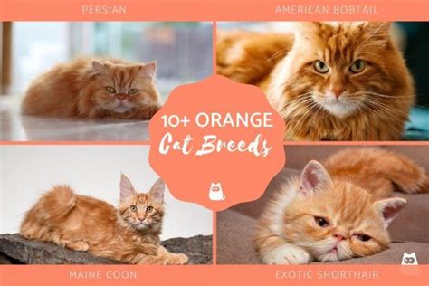 Orange Cat Breeds Long Haired Short Haired With Photos