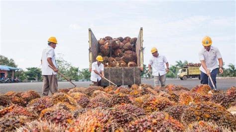 Keran Ekspor Cpo Sudah Dibuka Harga Tbs Kelapa Sawit Malah Semakin