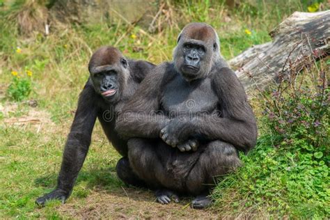 Playful Gorillas in Their Natural Habitat Stock Photo - Image of
