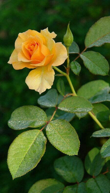 Pin de Ömer Biradlı em Çiçek Imagens de flores Rosas amarelas