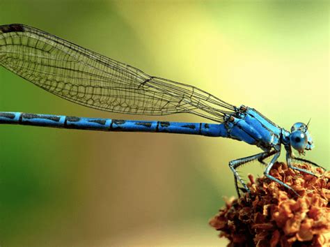 State Insects And Butterflies Lessons For Teachers And Students