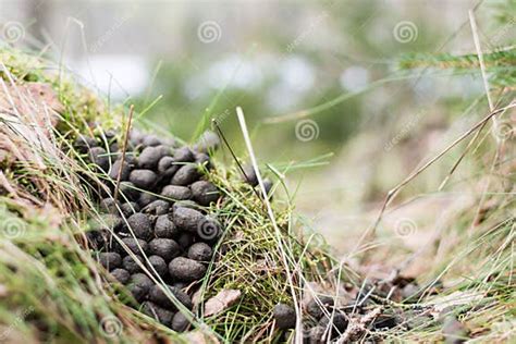 Roe Deer Droppings On Forest Floor Stock Image Image Of Deer Floor