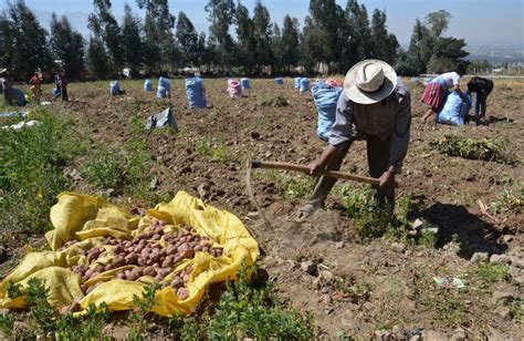 Productores Anuncian Disminución Del Precio De La Papa La Razón