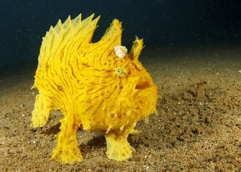 Clown Frogfish — Swim Dojo