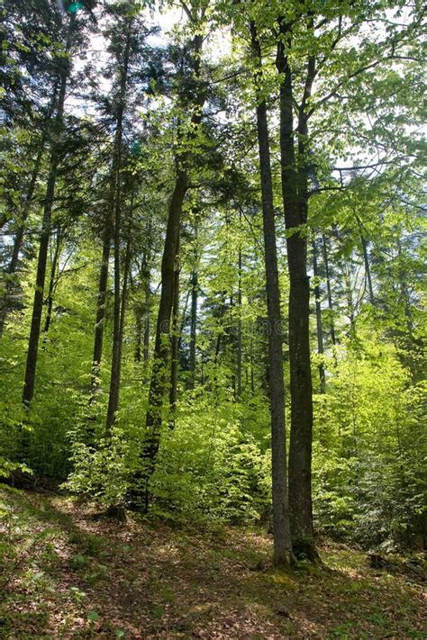 Mountain vegetation stock photo. Image of tree, woodland - 5013388