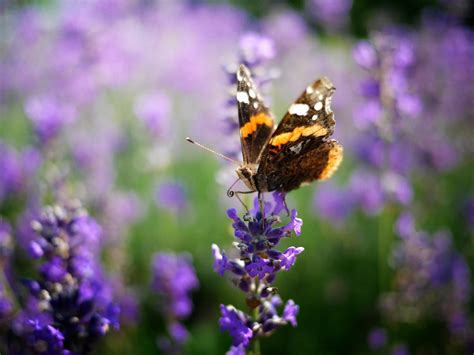 La Lavanda Buoni Motivi Per Coltivarla Ville Casali