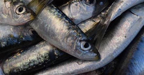 Conoce Los Beneficios De Comer Sardinas