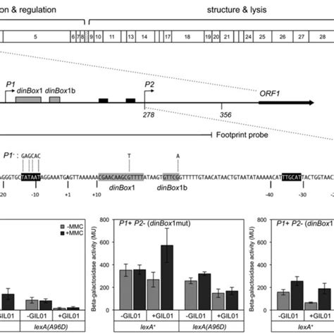 Dnase I Footprint Analysis Showing Enhanced Lexa Binding To Dinbox And