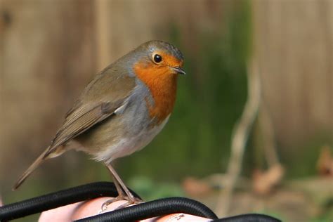 Robin Redbreast Free Photo Download | FreeImages