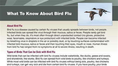 Information For Specific Groups Bird Flu Cdc