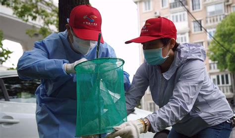 上海夏秋季爱国卫生运动启动，预计6月或7月蚊虫密度达全年高峰 界面新闻