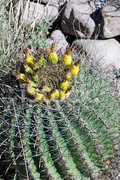 Barrel Cactus Stock Photo | Royalty-Free | FreeImages