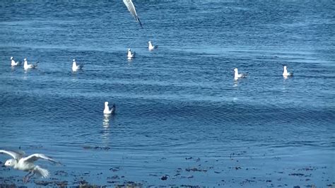 Seagulls Birds Ocean Free Stock Video Pixabay