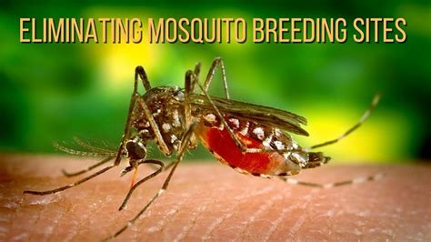 Eliminating Mosquito Breeding Sites Youtube