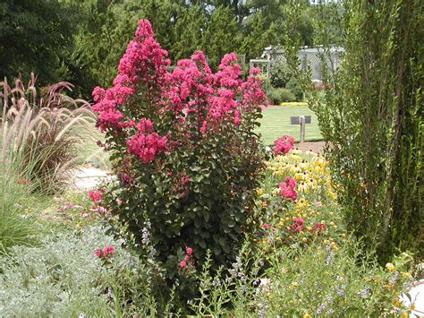 Selecting Shrubs For The Landscape Oklahoma State University