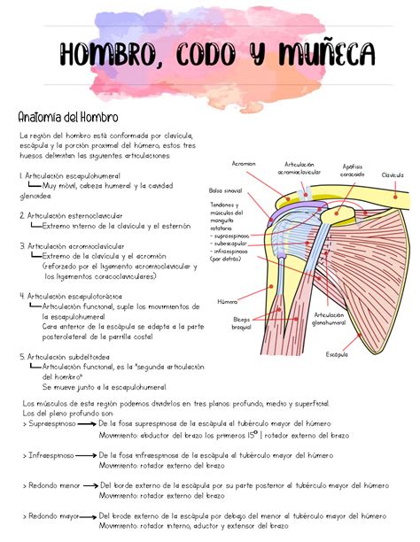 SOLUTION Proped Utica Hombro Codo Y Mu Eca Studypool