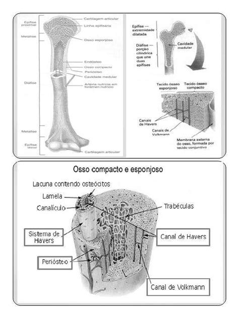 Tecido Osseopdf Histologia E Histopatologia Porn Sex Picture